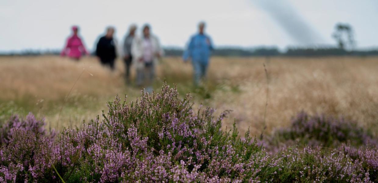 Moor landscape in Vejle