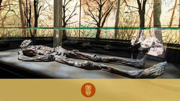 Det bedst bevarede moselig Haraldskærkvinden ligger i et glasmontrer på på Kulturmuseet i Vejle